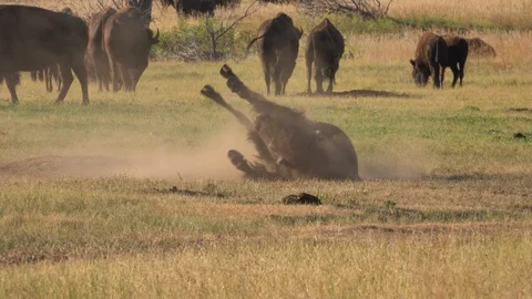 4K Buffalo - Cow Buffalo Rolling in the Dust and Getting Up Stock Footage 116498148