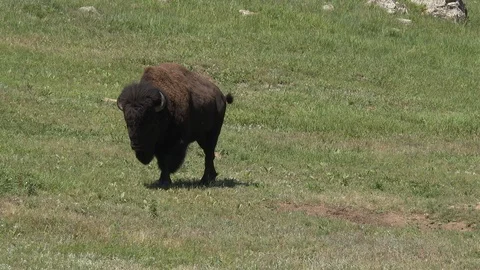 4K Buffalo - Medium Sized Bison Bull Walking through the frame Stock Footage 115811563