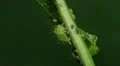 4K Buffalo Treehopper (Ceresa alta) Nymph 1 4k or 4k+ Resolution