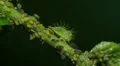 4K Buffalo Treehopper (Ceresa alta) Nymph 2 4k or 4k+ Resolution