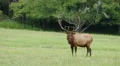 4K Bull Elk Standing and Watching 2 4k or 4k+ Resolution