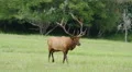4K Bull Elk Walking 2 4k or 4k+ Resolution