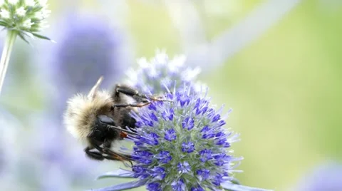 4k – Bumble bee on flower 02 Stock Footage 53865944