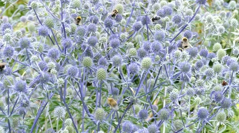 4k – Bumble bees on flowers 02 Stock Footage 53866864