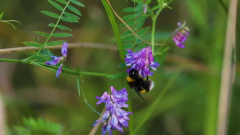4k, a bumblebee collecting pollen from a wild blue flower in nature in slow moti 스톡 동영상 340414294