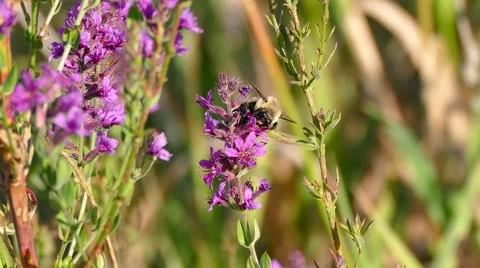 4K Bumblebee flowers Video stock 41238077