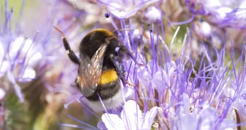 4K - Bumblebee foraging flower nectar. Close-up Stock Footage 116400015