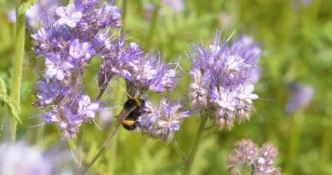 4K - Bumblebee foraging flower nectar Stock Footage 116400037