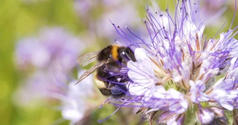 4K - A bumblebee loaded with pollen in its pollen baskets Видео 116400066