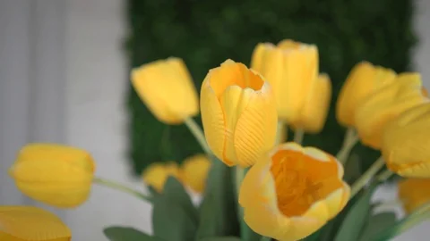 4K Bunch Of Yellow Tulips Stock Footage 102146843