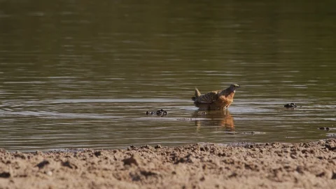 4K - Burchell's Sandgrouse - bird drinking and bobbing, others land Stock Footage 111337011