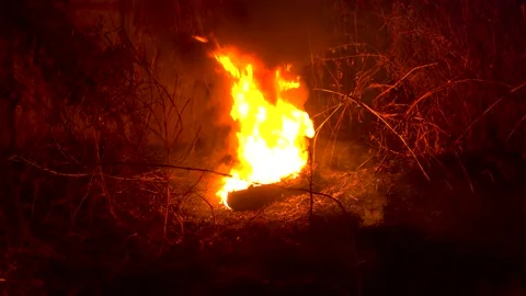 4k burning forest bush 2 Stock Footage 238688487