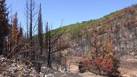4K Burnt arbor trunk in forest fire deforestation catastrophe charred plant tree Video stock 80058538