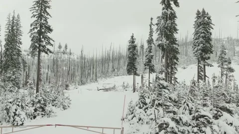 4k Burnt evergreen forest under snow in winter aerial drone Video stock 165240497