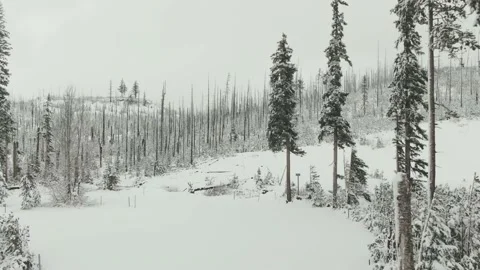 4k Burnt evergreen forest under snow in winter aerial drone Video stock 165240519