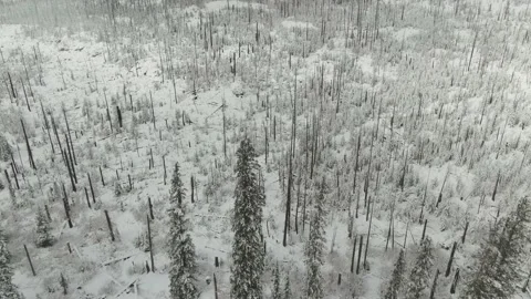 4k Burnt forest under snow in winter aerial drone Video stock 165240983