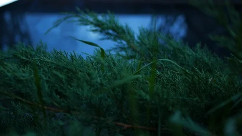 4k bush, grass Video stock 85660999