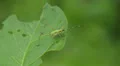 4K Bush Katydid (Scudderia sp.) Nymph 1 4k or 4k+ Resolution