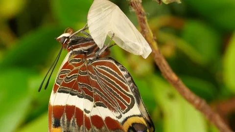 4K Butterfly Charaxes Jasius after emerged from chrysalis using its proboscis Stock Footage
