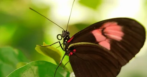 4K - Butterfly communication. Close-up Video stock 116829738