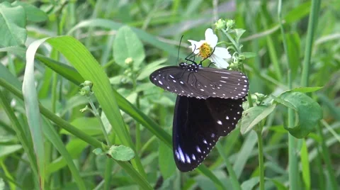 4K Butterfly Euploea tulliolus, the dwarf crow or small brown crow in Taiwan-Dan Stock Footage 56570779