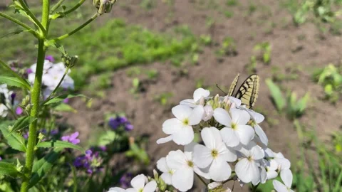 4k Butterly flaps its wings. Butterfly on white flowers. Stock Footage 156301181