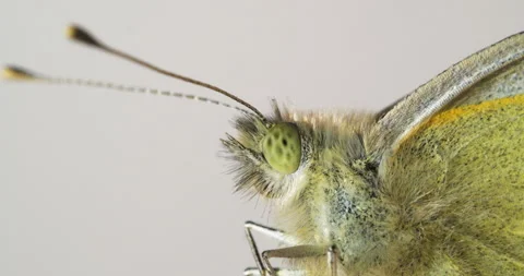 4K - Cabbage butterfly. macro video Stock Footage 141469015