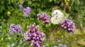 4k Cabbage white butterfly on flower very close up 4k or 4k+ Resolution