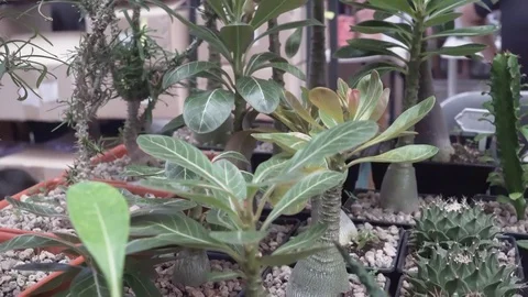 4k cactus close up 22 Stock Footage 103242009