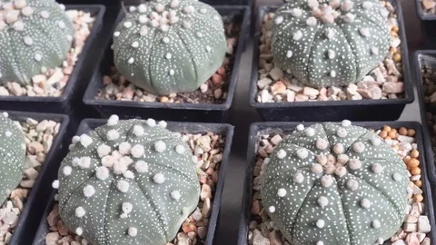 4k cactus close up Video stock 99221913