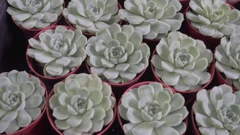 4k cactus close up Stock Footage 99221914