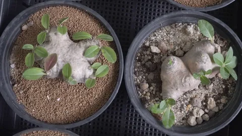 4k cactus close up Video stock 99221924