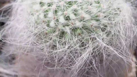 4k cactus close Stock Footage 103188863