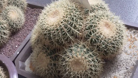 4k cactus close up Video stock 103188868