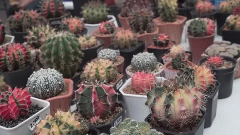 4k cactus close up Stock Footage 103188906