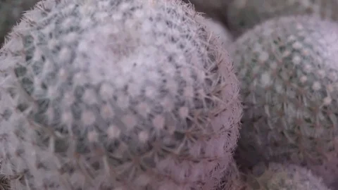 4k cactus close up Stock Footage 103188908