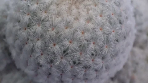 4k cactus close up Stock Footage 103188912