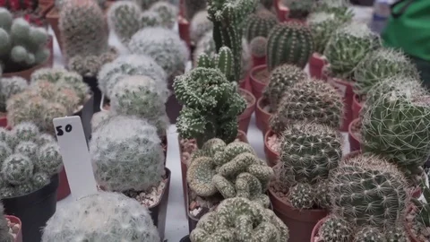 4k cactus close up Stock Footage 103241949