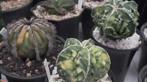 4k cactus close up Video stock 103241975