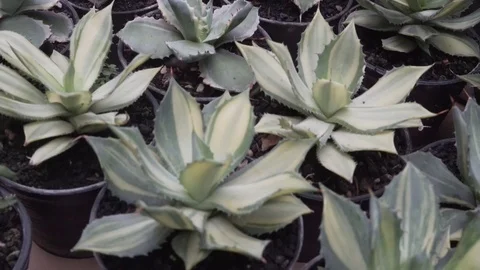 4k cactus close up Stock Footage 103241986