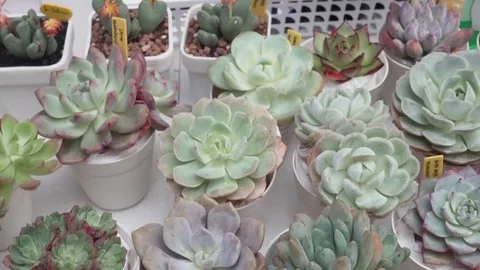 4k cactus close up Stock Footage 103242007