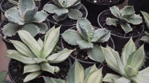 4k cactus close up Stock Footage 103242012