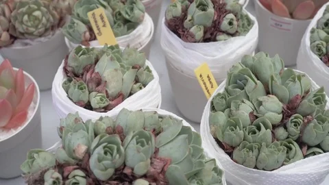 4k cactus close up Video stock 103242017