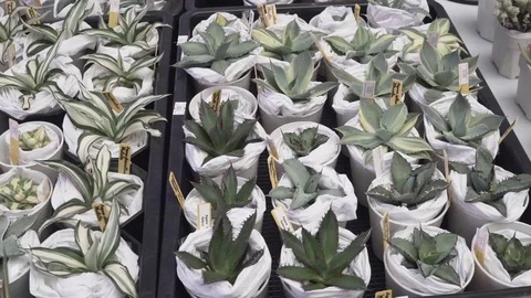 4k cactus close up Stock Footage 103242074