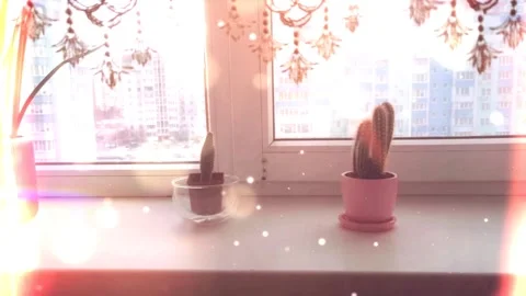 4k Cactus Plants on the Window with effects Stock Footage 303674533