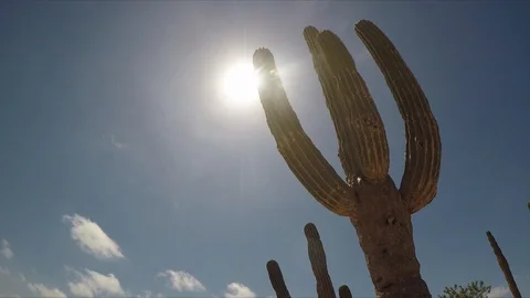 4K CACTUS IN SUN SLIDER 스톡 동영상 105838772