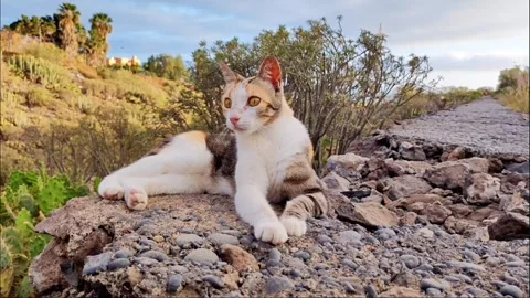 4K Calico Cat Resting in Volcanic Ravine, Barranco del Burro Adeje Tenerife Video stock 335772010