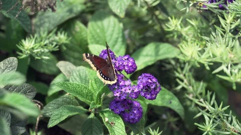 4k. California butterfly Mourning Cloak sits on Heliotrope Purple Marine Plant. Stock Footage