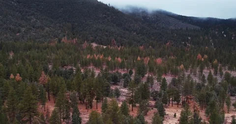 4K California Pine Trees Stock Footage 172253689