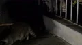4K California Raccoon 05 Night 4k or 4k+ Resolution